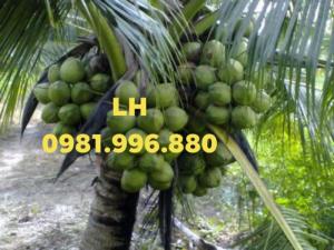 Cung cấp cây dừa dứa