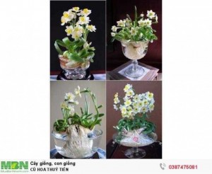 CỦ HOA THUỶ TIÊN