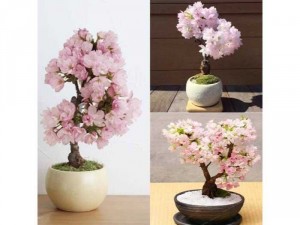 Hạt giống hoa anh đào