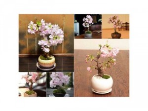 Hạt giống hoa anh đào