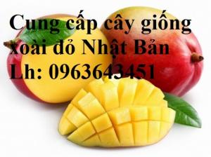 Cung cấp cây giống xoài đỏ Nhật Bản, xoài Nhật trứng mặt trời, xoài đỏ Đài Loan, xoài ruby nhật khẩu