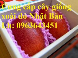 Cung cấp cây giống xoài đỏ Nhật Bản, xoài Nhật trứng mặt trời, xoài đỏ Đài Loan, xoài ruby nhật khẩu