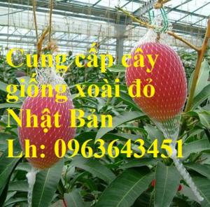 Cung cấp cây giống xoài đỏ Nhật Bản, xoài Nhật trứng mặt trời, xoài đỏ Đài Loan, xoài ruby nhật khẩu