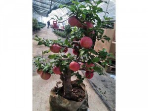 CÂY GIỐNG TÁO ĐỎ