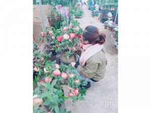 CÂY GIỐNG TÁO ĐỎ