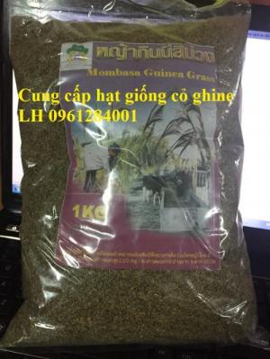 Cung cấp hạt giống cỏ ghinê, cỏ sả, cỏ chăn nuôi, số lượng lớn, giao cây toàn quốc.