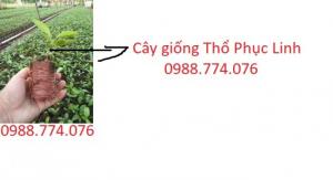 Hạt giống Thổ Phục Linh, hạt giống Khúc khắc. Địa chỉ uy tín nhất Việt Nam