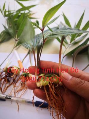 Hạt giống Hoàng Tinh Hoa Đỏ, cây giống Hoàng Tinh hoa đỏ. Mua, bán củ Hoàng Tinh số lượng lớn.