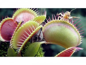 Hạt giốn cây ăn thịt bắt mồi