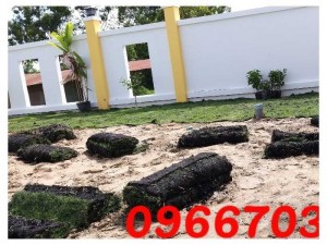 Trồng cỏ nhung Nhật sân vườn