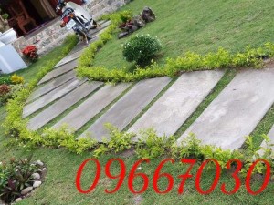 Trồng cỏ nhung Nhật sân vườn