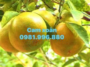 Cung cấp cây cam xoàn