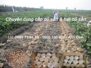 cung cấp củ sắn