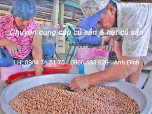 cung cấp củ sắn