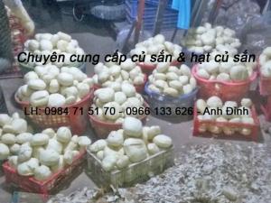 cung cấp củ sắn