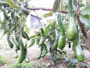 chồi giống bơ 034 thuần chủng - vườn bơ 034 đầu dòng dậu loan