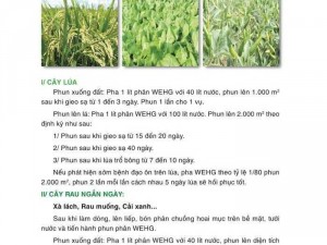 Phân bón sinh hoc wehg (2lit)