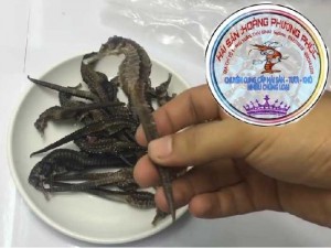 Cá Ngựa Các Loại