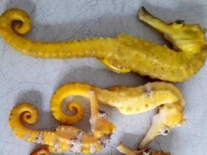 Cá Ngựa Các Loại