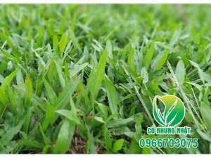 Thi công các loại cỏ sân vườn