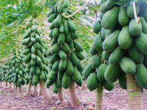 Đu đủ siêu quả