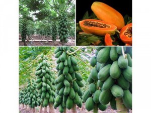 Đu đủ siêu quả