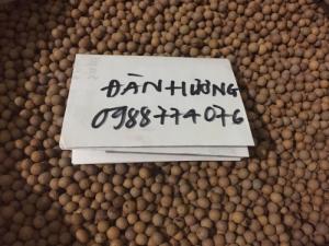 Hạt giống Đàn Hương Ấn Độ, tỉ lệ nảy mầm cao. Cây giống Đàn Hương Ấn Độ, Cây gỗ bạc tỉ