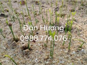 Hạt giống Đàn Hương Ấn Độ, tỉ lệ nảy mầm cao. Cây giống Đàn Hương Ấn Độ, Cây gỗ bạc tỉ