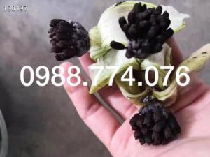 Hạt giống Bách Bộ, Cây giống Bách Bộ. Dược liệu quý hiếm