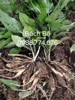 Hạt giống Bách Bộ, Cây giống Bách Bộ. Dược liệu quý hiếm