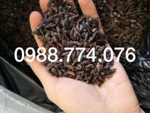 Hạt giống Bách Bộ, Cây giống Bách Bộ. Dược liệu quý hiếm