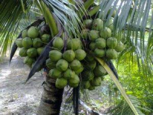 Cung cấp cây giống dừa xiêm xanh lùn