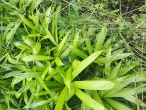 Cây mây nếp cây giống