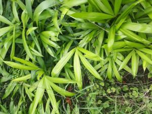 Mây.nếp.giống