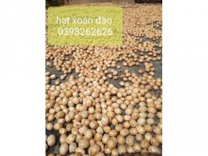 Bán hạt giống xoan đào 5 chấm lh 0398262