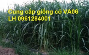 Giống cỏ VA06, hom giống VA06, cỏ ghi nê, cỏ sả, cỏ sữa, số lượng lớn, giao hàng toàn quốc