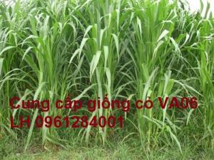 Giống cỏ VA06, hom giống VA06, cỏ ghi nê, cỏ sả, cỏ sữa, số lượng lớn, giao hàng toàn quốc