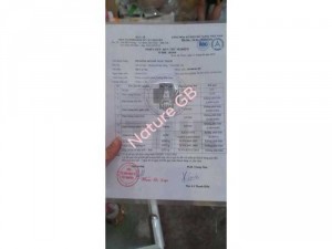 ca cao nguyên chất