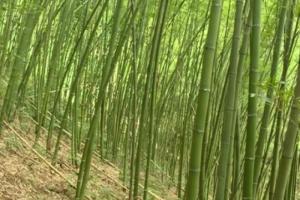 Bán cây trúc, bán cây tre, bán cây hóp, cung cấp tre trúc tại Hà Nội