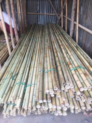 Bán cây trúc, bán cây tre, bán cây hóp, cung cấp tre trúc tại Hà Nội: 0901 070 080