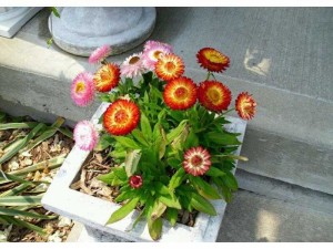 Hạt giống hoa cúc bất tử mix màu