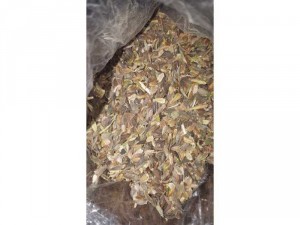 Hạt giống cúc lá nhám