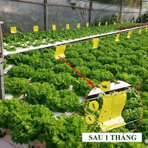 Keo Bẫy Ruồi Đục Sinh Học Israel (Combo 10 mét) và Bẫy bọ phấn trắng, bọ nhảy