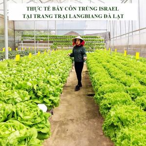 Keo Bẫy Ruồi Đục Sinh Học Israel (Combo 10 mét) và Bẫy bọ phấn trắng, bọ nhảy