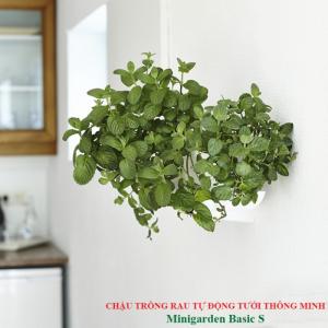 Chậu Trồng Rau Tự Động Tưới Thông Minh Minigarden Basic S Bồ Đào Nha, Bảo Hành 10 Năm, sử dụng trồng rau trong nhà và ngoài trời