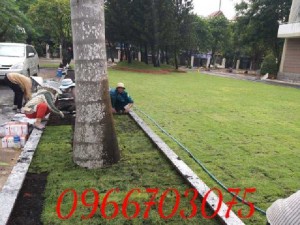 Cỏ nhung Nhật nhà vườn
