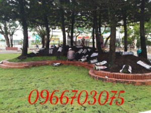 Cỏ nhung Nhật nhà vườn