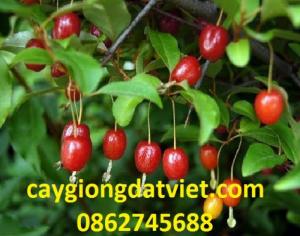 Nhót ngọt
