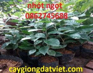 Nhót ngọt