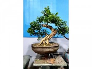 nguyệt quế